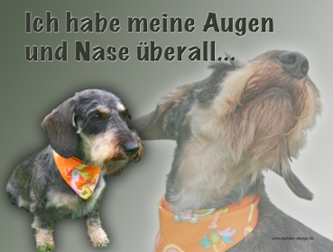 Hundewarnschild Rauhaardackel #1