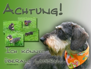 Hundewarnschild Rauhaardackel #2