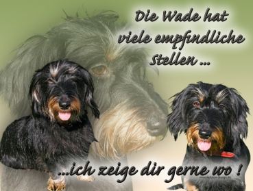 Hundewarnschild Rauhaardackel #4