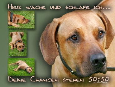 Hundewarnschild Rhodesian Ridgeback #1