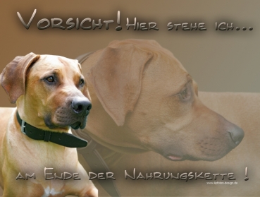 Hundewarnschild Rhodesian Ridgeback #2