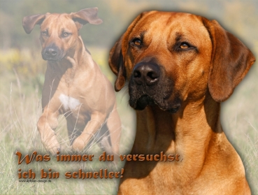 Hundewarnschild Rhodesian Ridgeback #5