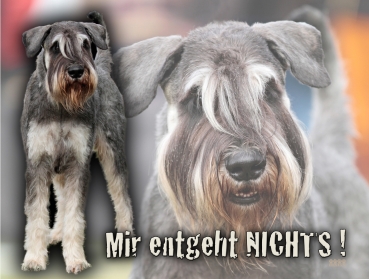 Hundewarnschild Riesenschnauzer #4