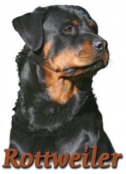 Fototasse Rottweiler #3