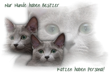 Fototasse Motiv: Maine Coon Designertasse Höhe:	ca. 9,0 cm Durchmesser:	ca. 8,0 cm Gewicht:	ca. 280 g Material:	beschichtete Keramik, weiß  Jede Tasse wird einzeln in Handarbeit bedruckt und besteht aus hochwertiger Keramik. Durch ihre hochweiße Farbe err