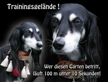 Hundewarnschild Saluki (Persischer Windhund) #1