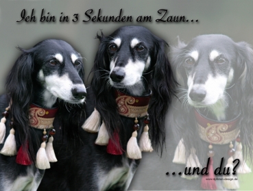 Hundewarnschild Saluki (Persischer Windhund) #2