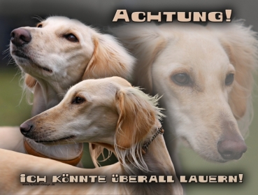 Hundewarnschild Saluki (Persischer Windhund) #4