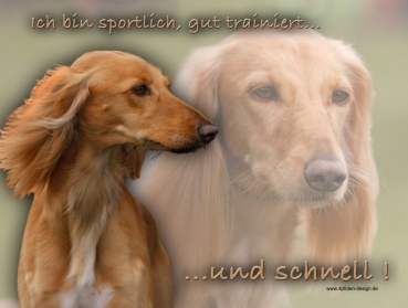 Hundewarnschild Saluki (Persischer Windhund) #5