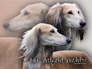 Hundewarnschild Saluki (Persischer Windhund) #7