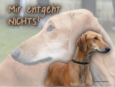 Hundewarnschild Saluki (Persischer Windhund) #8