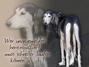 Hundewarnschild Saluki (Persischer Windhund) #10