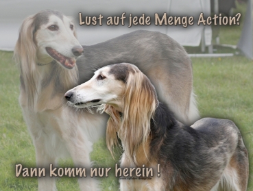 Aluminiumschild Saluki