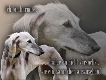 Hundewarnschild Saluki (Persischer Windhund) #15