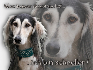 Hundewarnschild Saluki (Persischer Windhund) #16