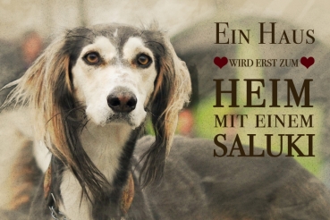 Nostalgieschild - Hundeschild im Retrostil Motiv: Saluki (Persischer Windhund) #5