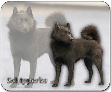 Mousepad Schipperke #1