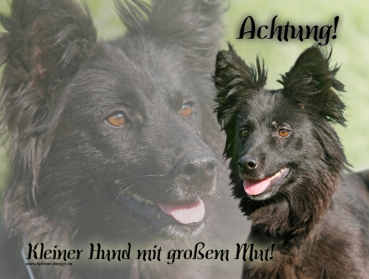 Hundewarnschild Schwarzer (Altdeutscher Hütehund) #1