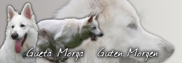 Fototasse Schweizer Schäferhund (Berger Blanc Suisse) #3