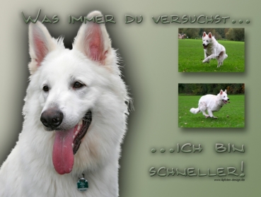 Hundewarnschild Schweizer Schäferhund (Berger Blanc Suisse) #1