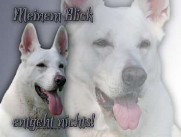 Hundewarnschild Schweizer Schäferhund (Berger Blanc Suisse) #2