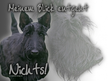 Hundewarnschild Scottish Terrier #1