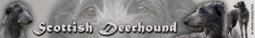 Aufkleber Scottish Deerhound (Schottischer Hirschhund) #1