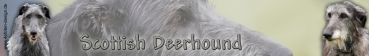 Aufkleber Scottish Deerhound (Schottischer Hirschhund) 2