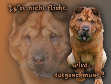 Hundewarnschild Shar-Pei #1