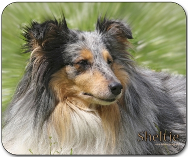 Mousepad Sheltie #1