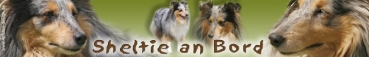 Aufkleber Sheltie (Shetland Sheepdog) #3