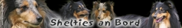 Aufkleber Sheltie (Shetland Sheepdog) #4