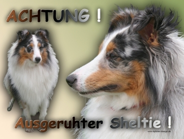 Aluminiumschild Sheltie