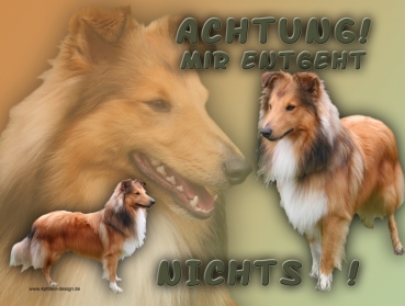 Hundewarnschild Sheltie (Shetland Sheepdog) #7