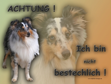 Hundewarnschild Sheltie (Shetland Sheepdog) #9