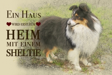 Nostalgieschild - Hundeschild im Retrostil Motiv: Sheltie (Shetland Sheepdog) #3