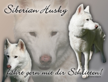 Hundewarnschild Siberian Husky #1