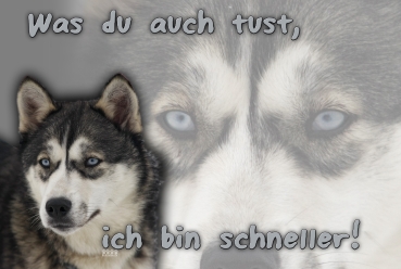 Aluminiumschild Siberian Husky
