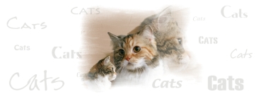 Fototasse Sibirische Waldkatze