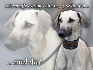 Hundewarnschild Sloughi (Arabischer Windhund) #1