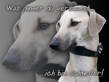 Hundewarnschild Sloughi (Arabischer Windhund) #2