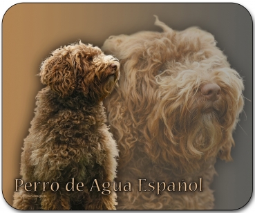 Mousepad Spanischer Wasserhund (Perro de agua Español) #1