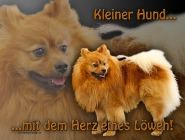 Hundewarnschild Deutscher Spitz (Kleinspitz) #2