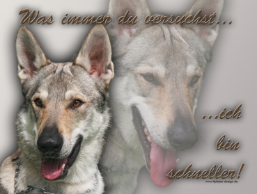 Hundewarnschild Tschechoslowakischer Wolfhund #2