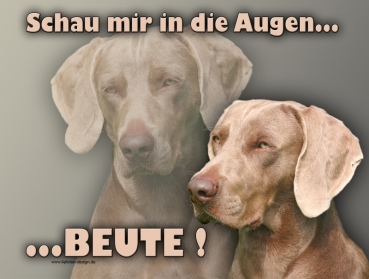 Hundewarnschild Weimaraner #1