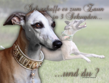 Hundewarnschild Whippet #1