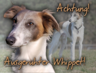 Aluminiumschild Whippet