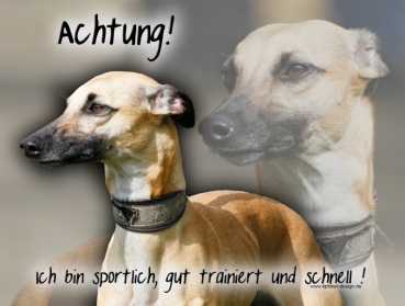 Hundewarnschild Whippet #12