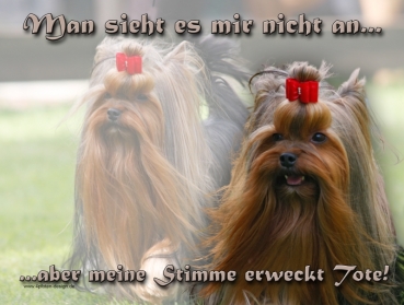 Hundewarnschild Yorkshire Terrier #1