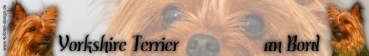 Aufkleber Yorkshire Terrier #2